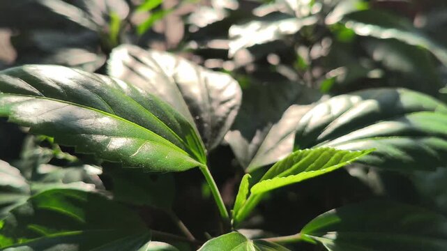 A natural pattern of lush green hibiscus leaves featuring detailed veins and rich foliage, creating a refreshing botanical background ideal for nature, gardening, and design concepts.