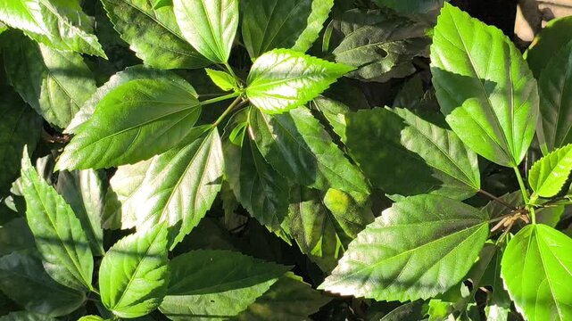 A natural pattern of lush green hibiscus leaves featuring detailed veins and rich foliage, creating a refreshing botanical background ideal for nature, gardening, and design concepts.