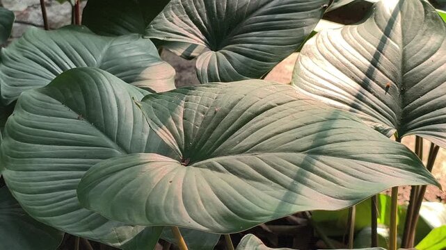 Fresh Homalomena leaves illuminated by soft morning light along a roadside, showcasing lush tropical foliage and the natural beauty of ornamental plants in an urban landscape