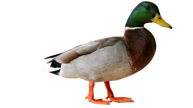 Mallard duck with green head and orange feet standing