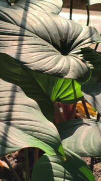 Fresh Homalomena leaves illuminated by soft morning light along a roadside, showcasing lush tropical foliage and the natural beauty of ornamental plants in an urban landscape