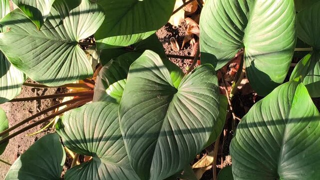 Fresh Homalomena leaves illuminated by soft morning light along a roadside, showcasing lush tropical foliage and the natural beauty of ornamental plants in an urban landscape