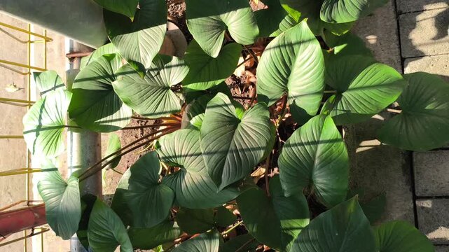 Fresh Homalomena leaves illuminated by soft morning light along a roadside, showcasing lush tropical foliage and the natural beauty of ornamental plants in an urban landscape