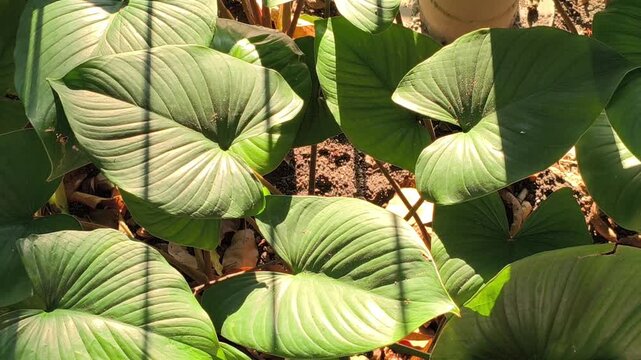 Fresh Homalomena leaves illuminated by soft morning light along a roadside, showcasing lush tropical foliage and the natural beauty of ornamental plants in an urban landscape