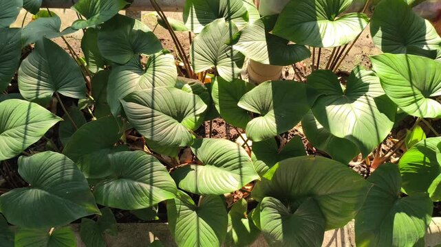 Fresh Homalomena leaves illuminated by soft morning light along a roadside, showcasing lush tropical foliage and the natural beauty of ornamental plants in an urban landscape