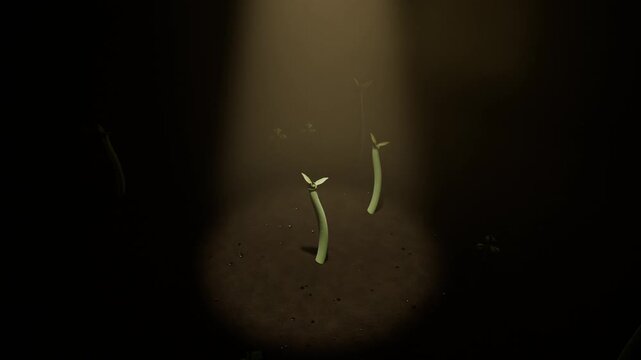 Sprouting two green seedlings pushing up unfurling seed leaves toward warm beam in soil with chaff