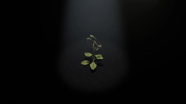 Unfolding sunflower plant responding to narrow light column, opening yellow petals under spotlight