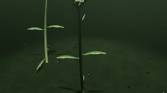 Emerging pale shuttle buds sprouting and lifting into stems in green chamber forming dark flowers
