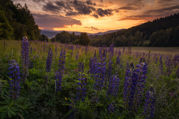 Naklejka premium Beautiful blooming purple lupine flowers in the scenic Jeseniky Mountains landscape. Summer alpine meadow with vibrant wild flora.