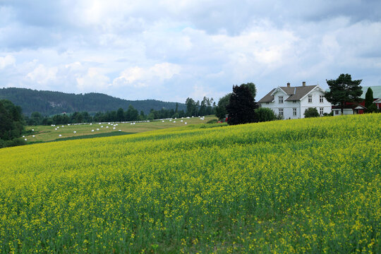 Yellow fiels