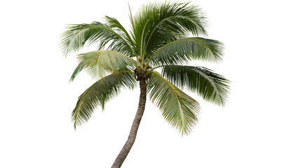 Tall palm tree with green fronds and textured trunk © Miguel