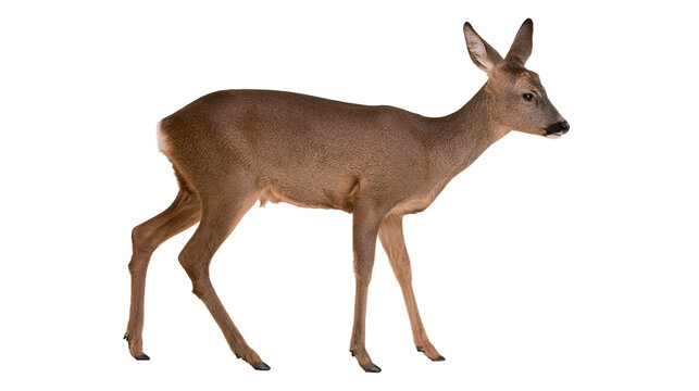 Roe deer standing profile view on white