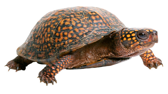 Detailed ornate patterned turtle shell with orange spots, isolated on transparent background