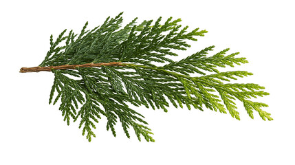 Green cedar branch with scale-like leaves © Elena