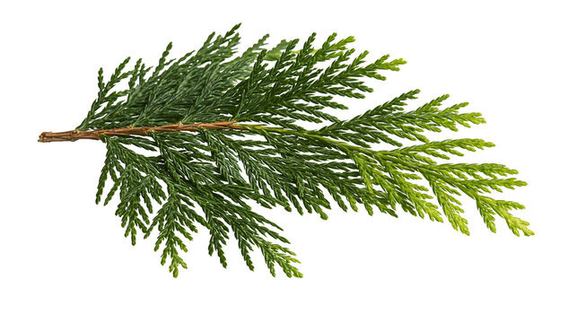 Green cedar branch with scale-like leaves