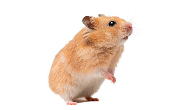 Cute small furry golden hamster standing on hind legs in profile isolated on transparent background cut out