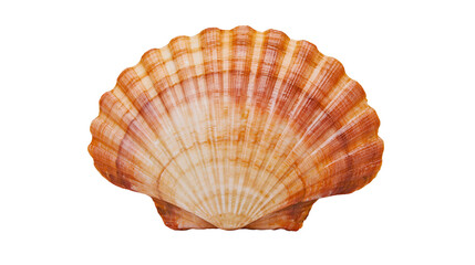 Orange and white ribbed scallop seashell © Miguel
