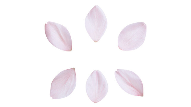 Pink Cherry Blossom Petals Scattered