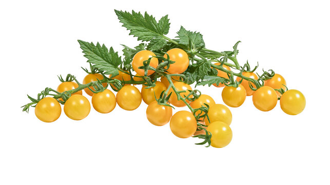 Yellow cherry tomatoes on vine with green leaves