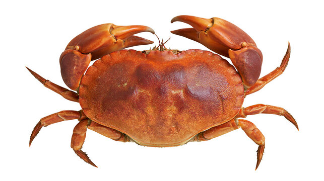 Whole cooked crab with orange shell and claws