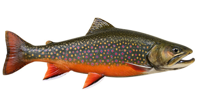 Brook Trout Fish with Orange Belly and Red Spots