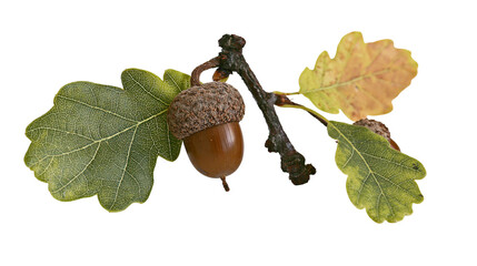 Oak branch with acorn and leaves © Carmen