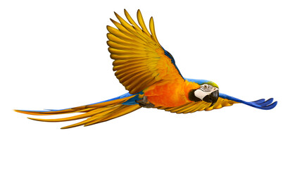 Blue and yellow macaw parrot flying with wings spread © Carmen