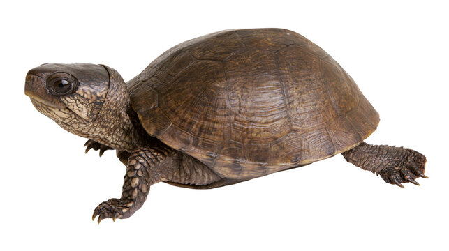 Brown turtle with patterned shell and scaly skin