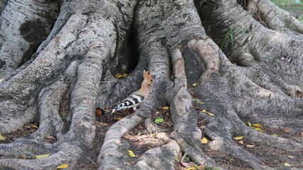 Eurasian hoopoe (Upupa epops) in the park © Viktor