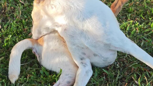 Dog itchy with fleas and ticks.