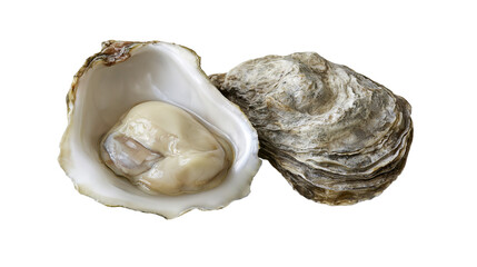 Fresh oyster in shell with plump meat, close-up view © Antonio