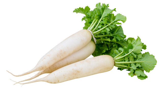 Daikon radishes with green leaves tied with twine