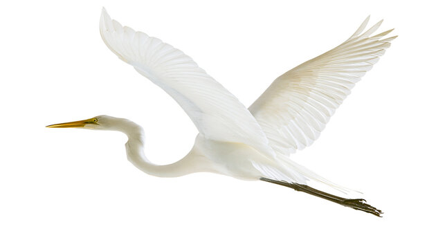 Great Egret bird flying with wings spread wide