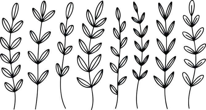 Black and white line drawing of multiple plant stems with leaves