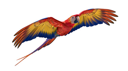 Fototapeta premium Scarlet Macaw parrot flying with wings spread wide