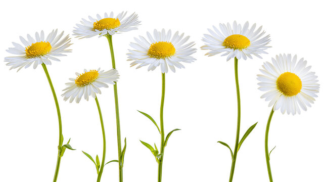 Group of white daisies with yellow centers and green stems