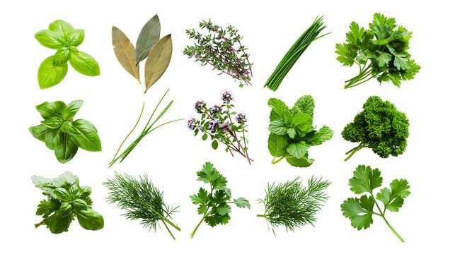 Fresh culinary herbs collection basil bay leaves thyme chives parsley mint, dill