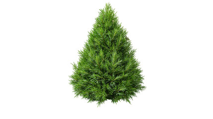 Green coniferous tree with dense needles © Nuria