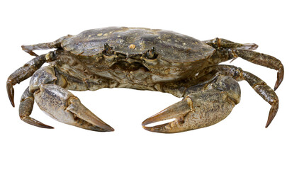 Live crab with large claws and textured shell © Antonio