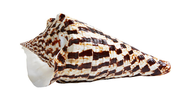 Cone shell with brown and white checkered pattern
