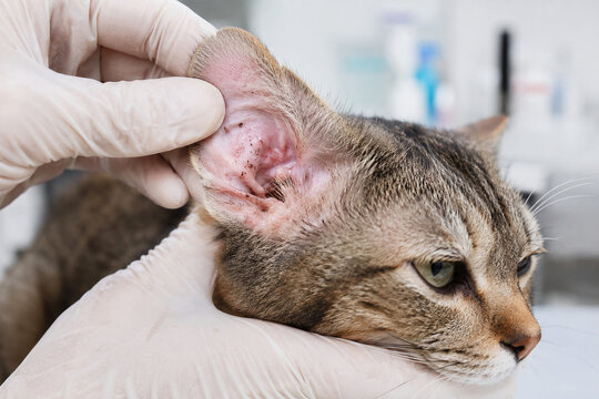 Veterinarian examines infested cat ear with ear mites. Clinical inspection of domestic pet showing symptoms of otodectic mange. Veterinary professional diagnostic checkup for sick animal.
