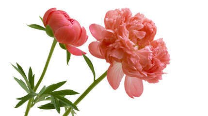 Coral pink peonies with green leaves on white © Nuria