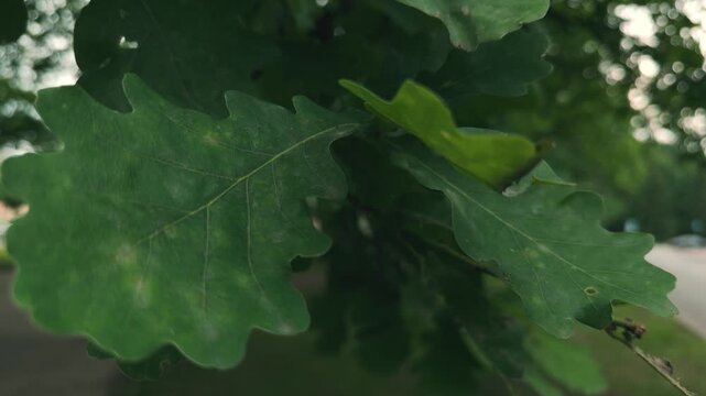 Green oak leaves sway in the wind, photographed close-up in macro, the texture of the leaf with veins is visible