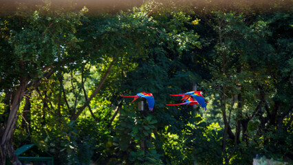 Colorful parrots flying in pairs through the forest © 肖勇