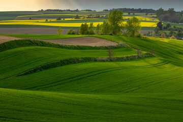 Fototapeta premium Picturesque rolling fields of the Opole region in spring. Vibrant yellow rapeseed blooming alongside lush green crops in a stunning rural landscape.