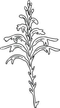 African Cornflag Cobra Lily  Minimalist floral line art illustrations. Clean black ink outline drawings of botanical elements, flowers, and leaves, perfect for modern vector branding, textile patterns