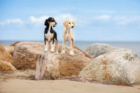 two saluki puppies posing on a rock at the beach in summer