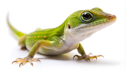 Fototapeta premium Green Baby Anole Lizard Resting Isolated on White Background Close Up