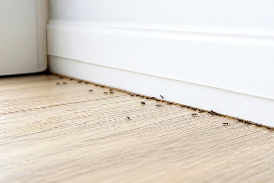 Line of ants crawling along white baseboard on wooden floor. Household pest infestation in room. Insect invasion inside home and hygiene problem requiring cleaning or pest control service.