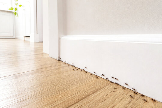 Line of ants crawling along white baseboard in wooden floor. Pest infestation problem in house interior. Insect control and hygienic home maintenance concept. Domestic pest prevention.